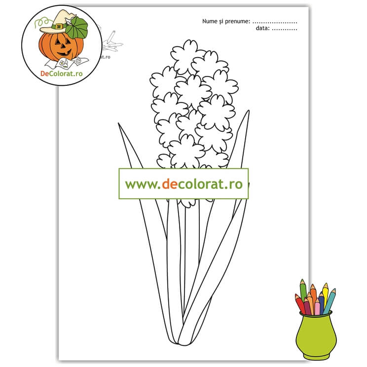 Planșă de colorat cu zambilă – florile primăverii