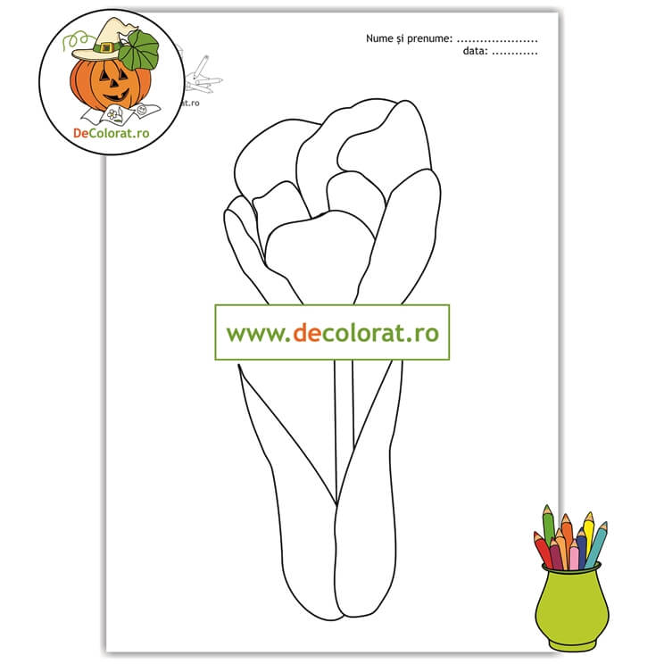 Planșă de colorat cu lalea – florile primăverii