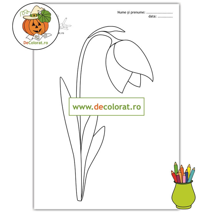 Planșă de colorat cu ghiocel – florile primăverii