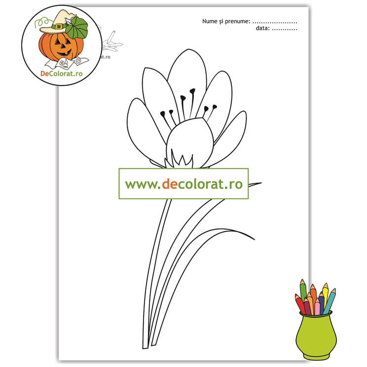 Planșă de colorat cu brândușă – florile primăverii