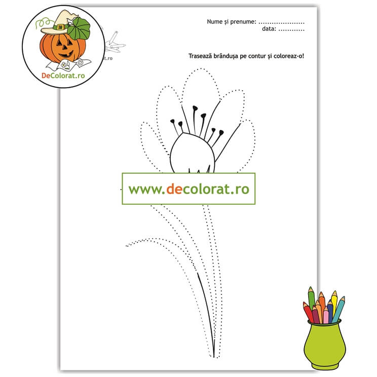 Brândușa – fișă de lucru cu linii punctate cu floare de primăvară