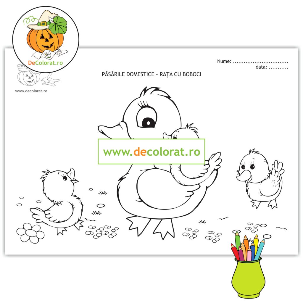 Rața cu boboci – planșă de colorat  – păsările domestice