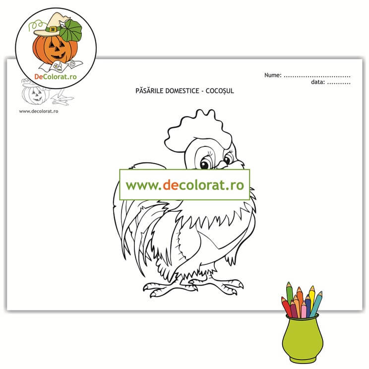 Cocoșul – planșă de colorat  – păsările domestice