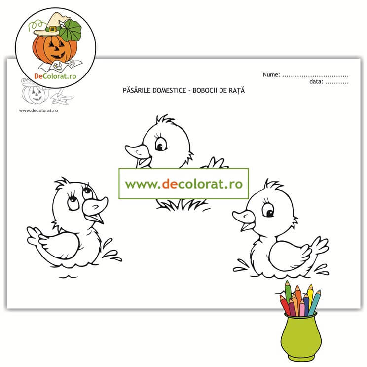 Bobocii de rață – planșă de colorat – păsările domestice