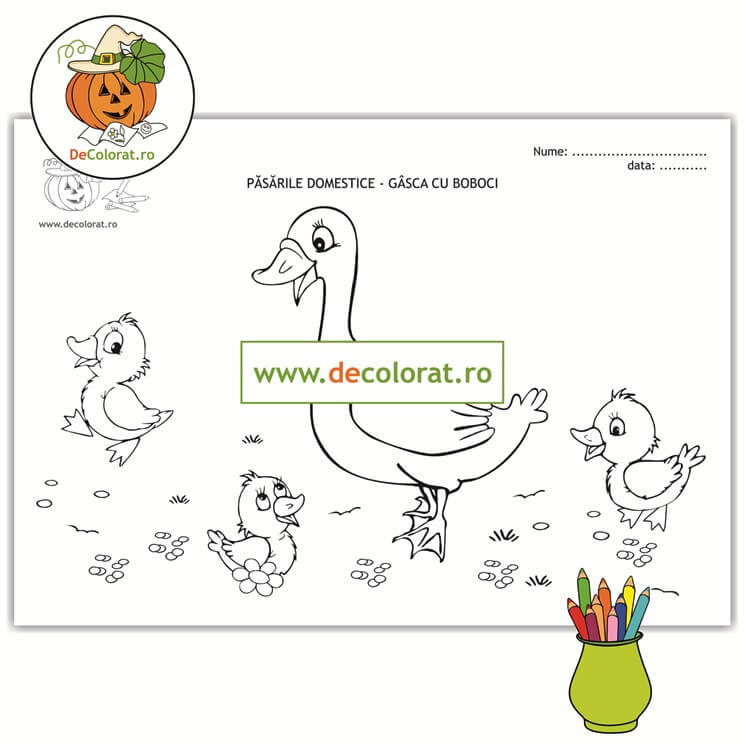 Gâsca cu boboci – planșă de colorat  – păsările domestice