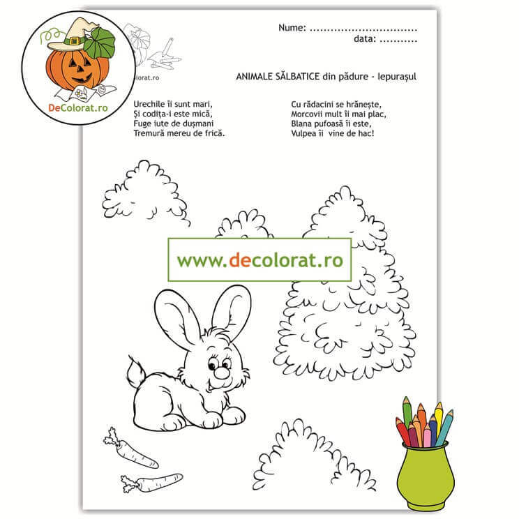 Animale sălbatice din pădure – iepurașul – planșă de colorat cu ghicitoare