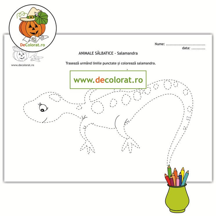 Animale sălbatice – salamandră – fișă de trasare