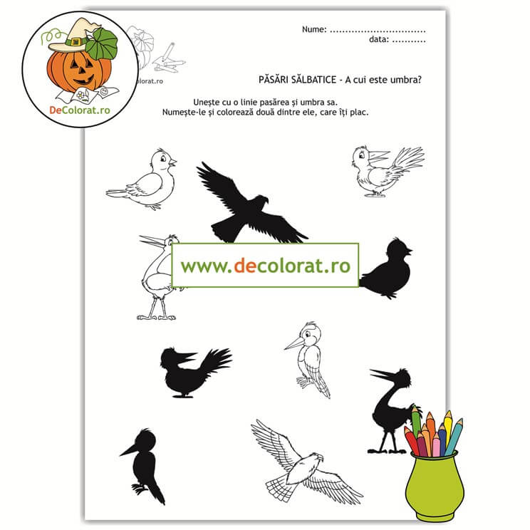 Păsări sălbatice din România – A cui este umbra?