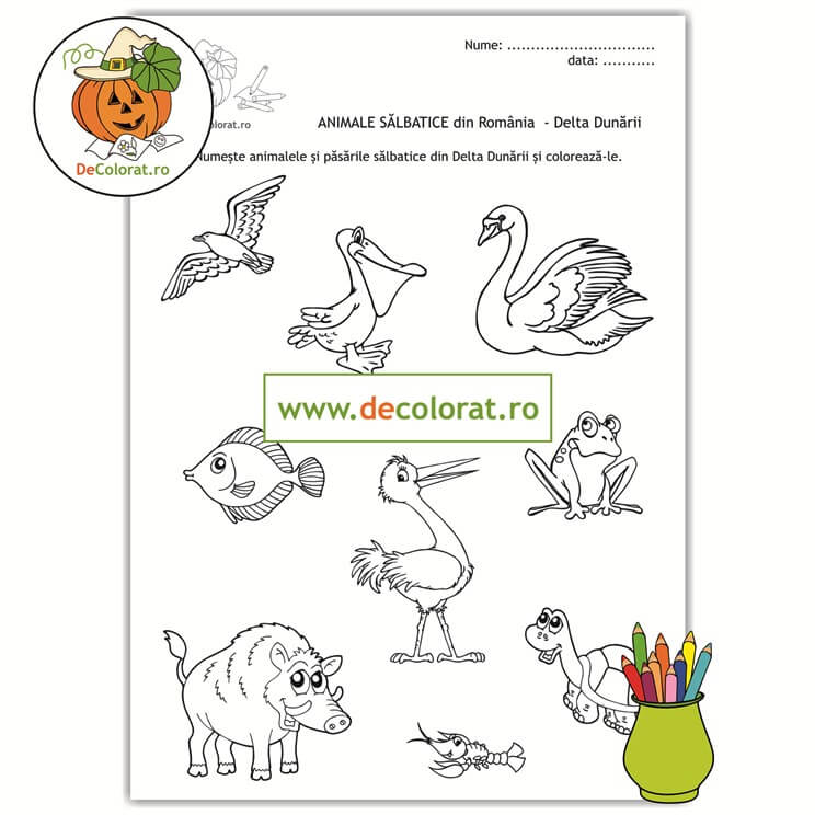 Animale și păsări sălbatice din deltă – planșă de colorat