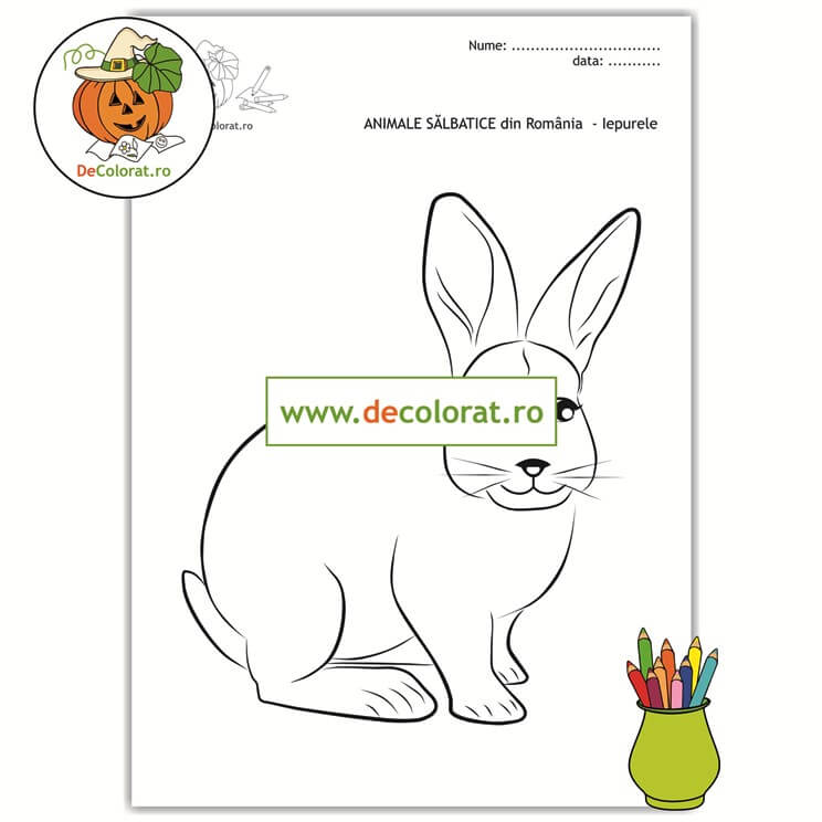 Animale sălbatice din Romania – Iepurele – planșă de colorat