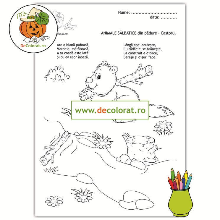 Animale sălbatice din pădure – castorul – planșă de colorat cu ghicitoare