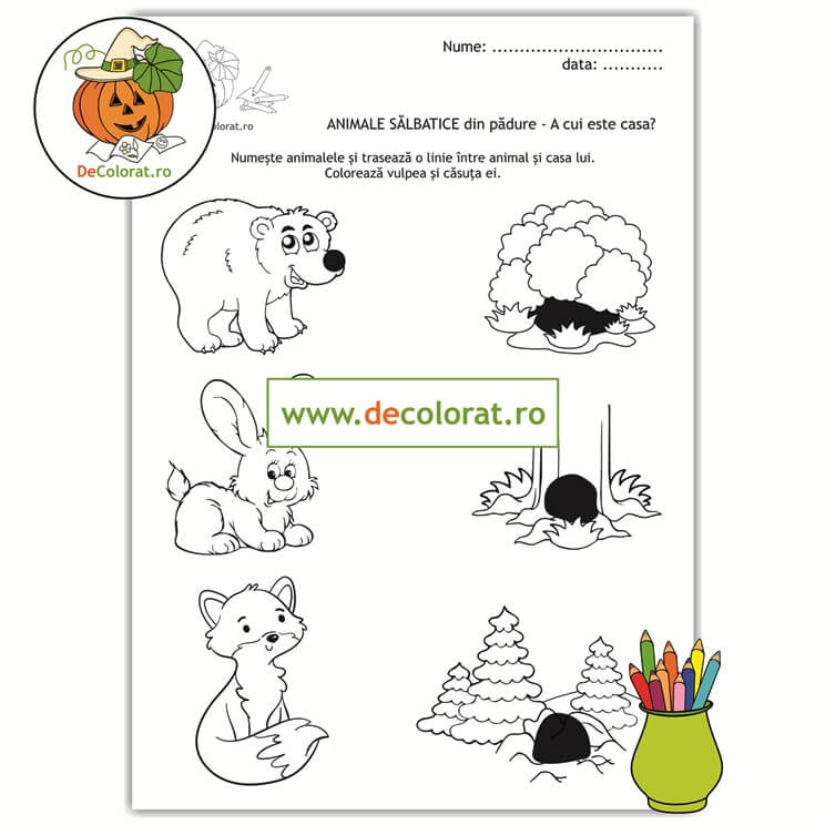Animale sălbatice din pădure – A cui este casa?