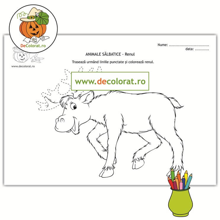 Animale sălbatice – renul – fișă de trasare