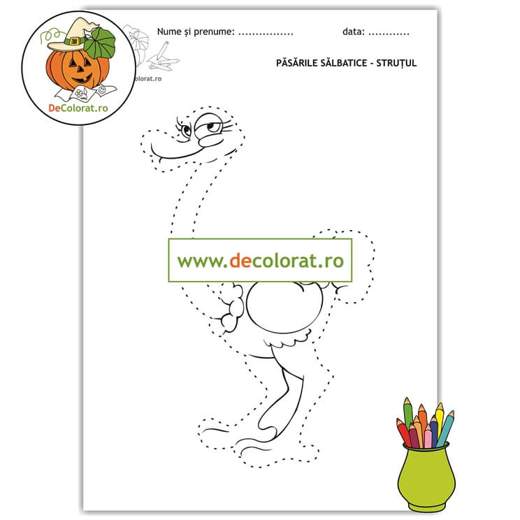 Struțul – fisă de lucru trasare după contur cu păsări sălbatice