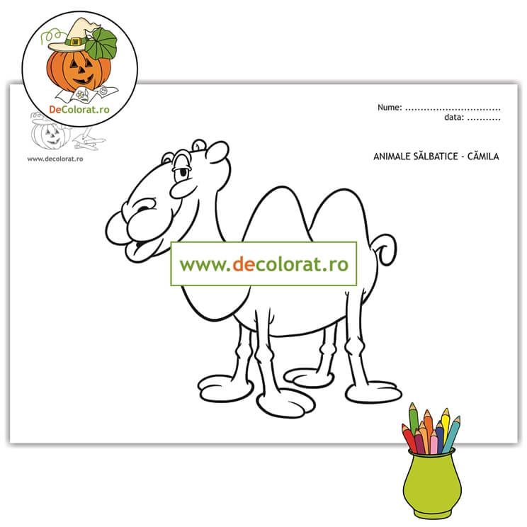 Cămila – planșă de colorat – animalele sălbatice