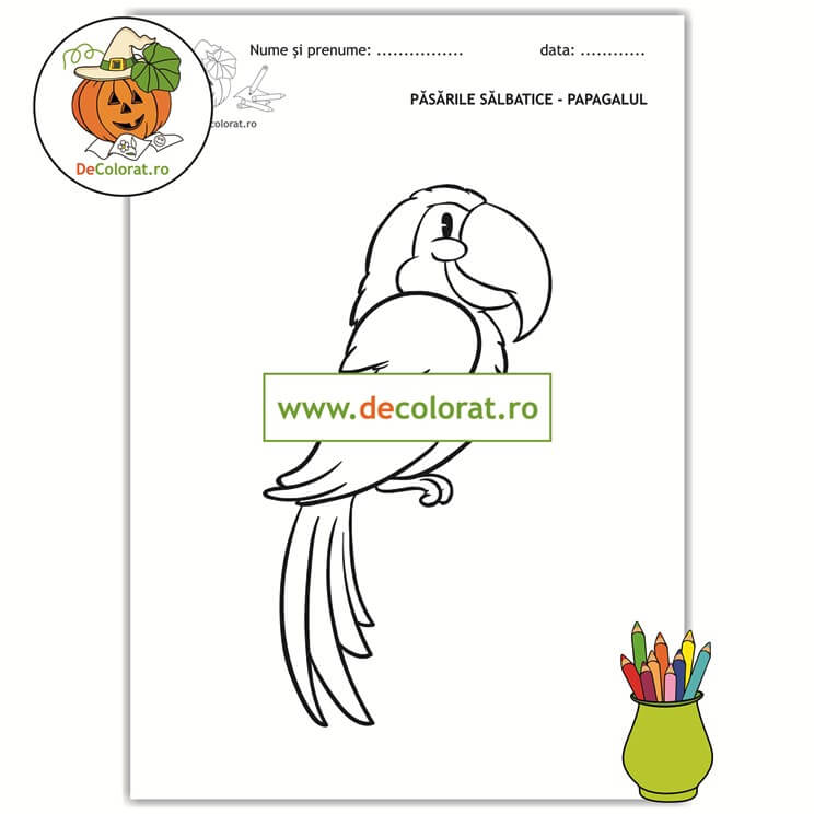 Papagalul – planșă de colorat  – păsările sălbatice