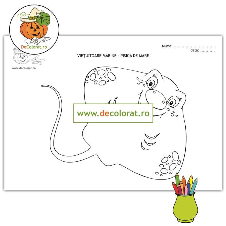 Animalele marine – pisica de mare – planșă de colorat – fișă de activitate