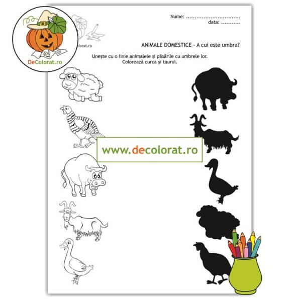 Animale și păsări domestice – A cui este umbra?