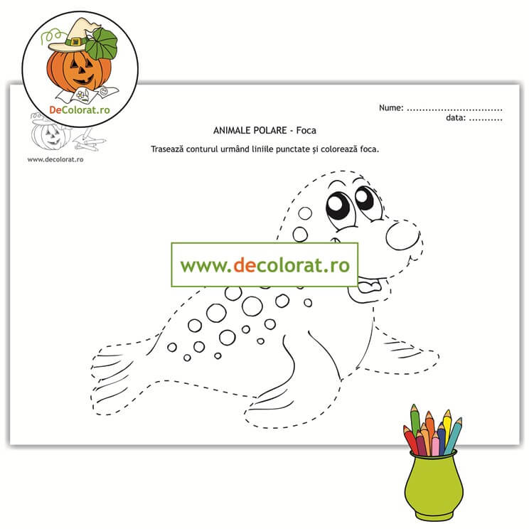 Animale polare – foca – fișă de trasare după contur și de colorat