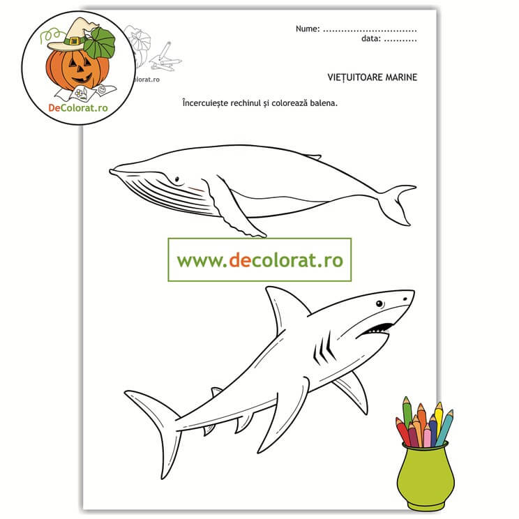 Rechinul și balena – fișă de lucru