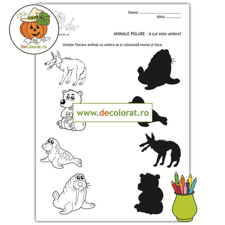 Animale polare – fișă de punere în corespondență – A cui este umbra?