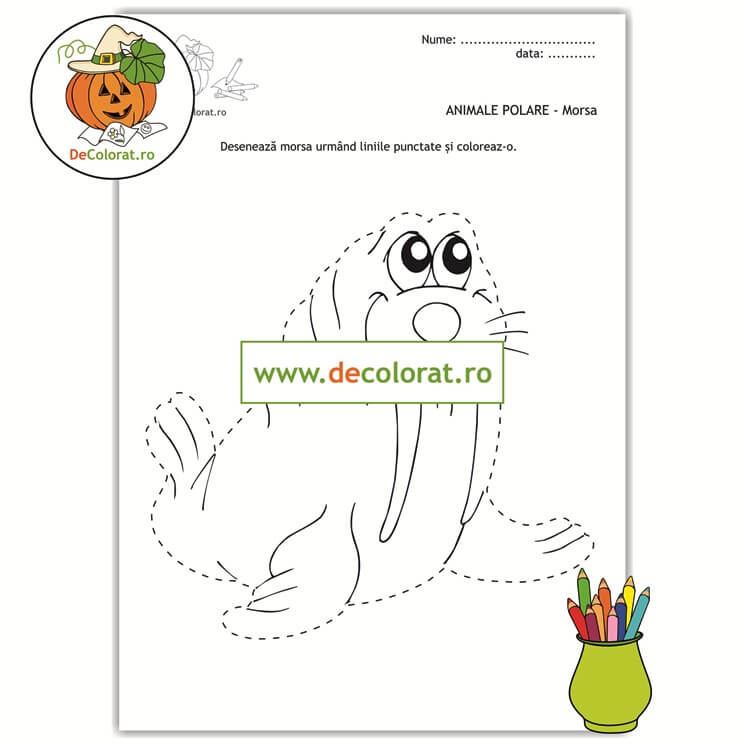 Animale polare – morsa – fișă de trasare după contur și de colorat